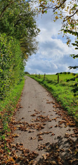 Waldweg